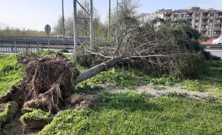 Turgutlu’da fırtına ağaçları devirdi
