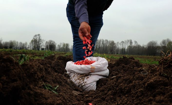 Türkiye’ye ün salmış Sakarya kabağının ekimi başladı
