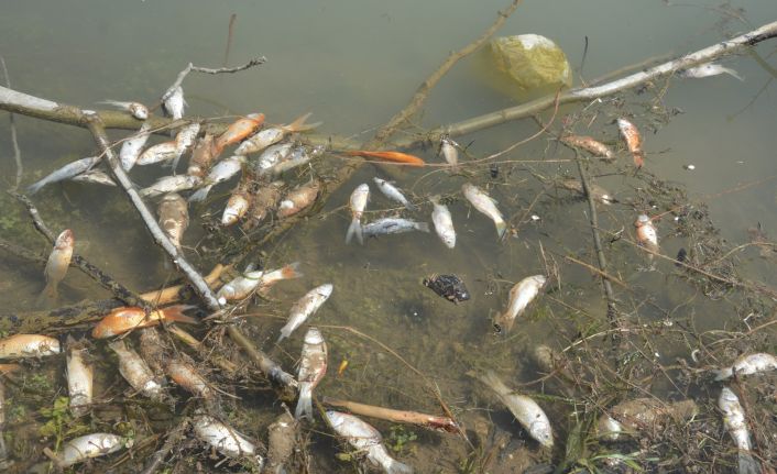 Yüzlercesi kıyıya vurdu, görüntüler endişe verici