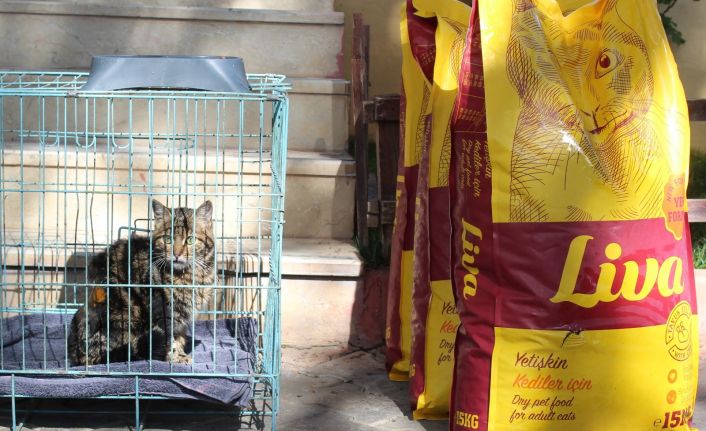 Zabıtadan kendisine ve kediye şiddet uygulayan şahsa ders gibi uzlaşma şartı