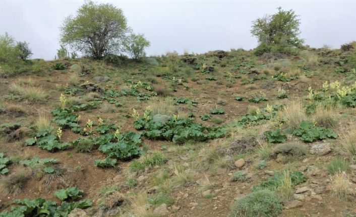 Adeta kanser savaşçısı doğada kendiliğinden yetişiyor faydası saymakla bitmiyor