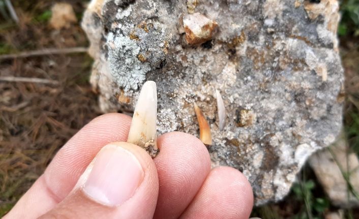 Adıyaman’da milyonlarca yıl öncesine ait balık dişleri bulundu