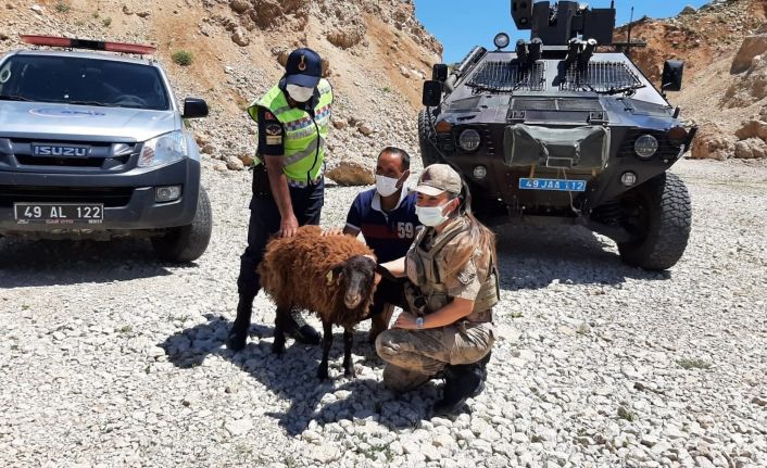 AFAD ve jandarma ekipleri, dağda mahsur kalan koyun için seferber oldu