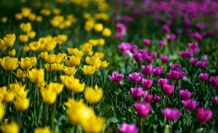 Altındağ’a rengarenk laleler