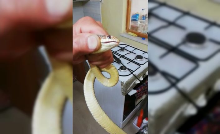 Amasya’da mutfağa giren yılanı itfaiye ekibi çıkardı