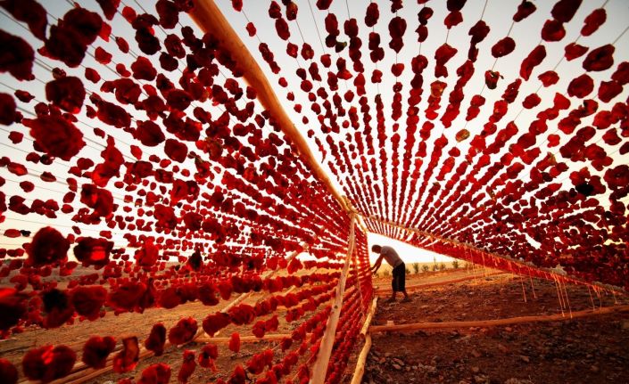 Antep dolmalık biber kurusu tescillendi