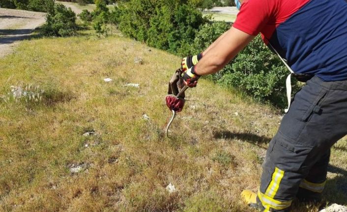 Aracın motor kısmına saklanan yılan, itfaiyeye yakalandı