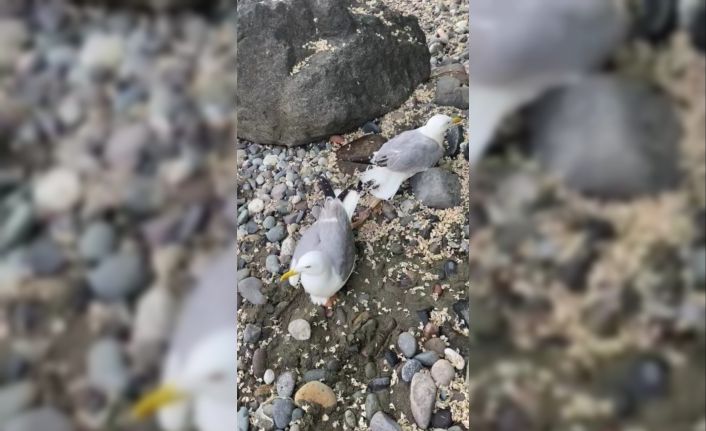 Ayaklarına balık kancası takılan iki martıyı kurtardı, ödülü martının ısırığı oldu