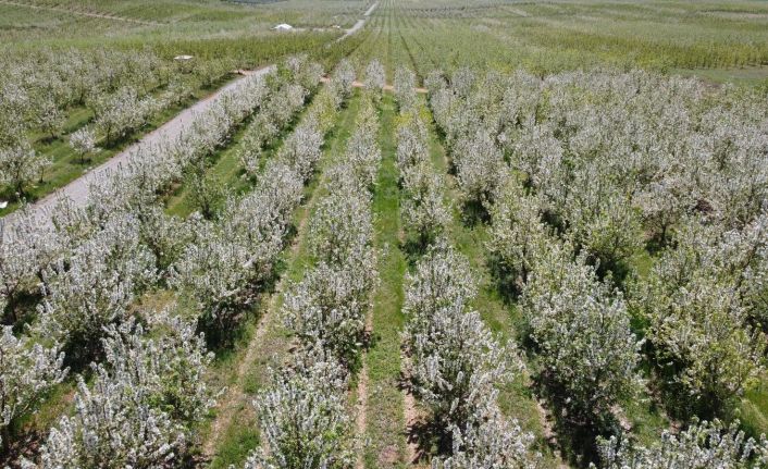 Baharın gelmesiyle çiçek açan binlerce meyve ağacı görsel şölen oluşturdu