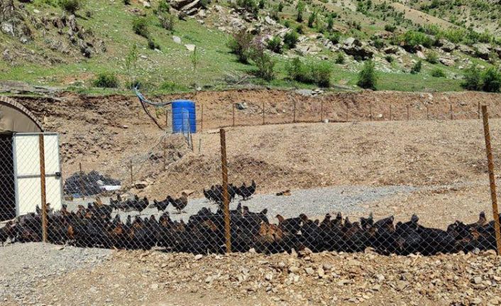 Bakan Soylu: “Bir zamanlar teröristlerin gezdiği Hanke Dağı’nda artık, tavuklar geziyor”
