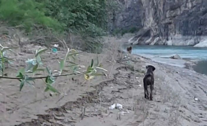 Balık tutmak için indiği baraj gölü kıyısında ayı saldırısından köpeği sayesinde kurtuldu