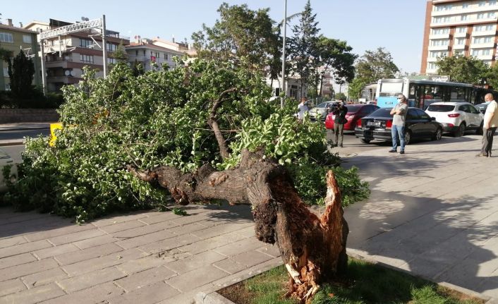 Başkent’te sert esen rüzgardan dolayı devrilen ağaç iki aracın üzerine yıkıldı