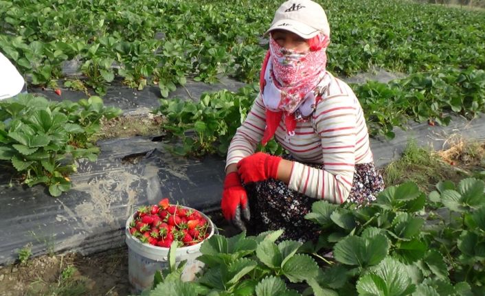 Batman’da devlet desteği ile oluşturulan çilek bahçeleri yüzlerce ailenin geçim kapısı oldu