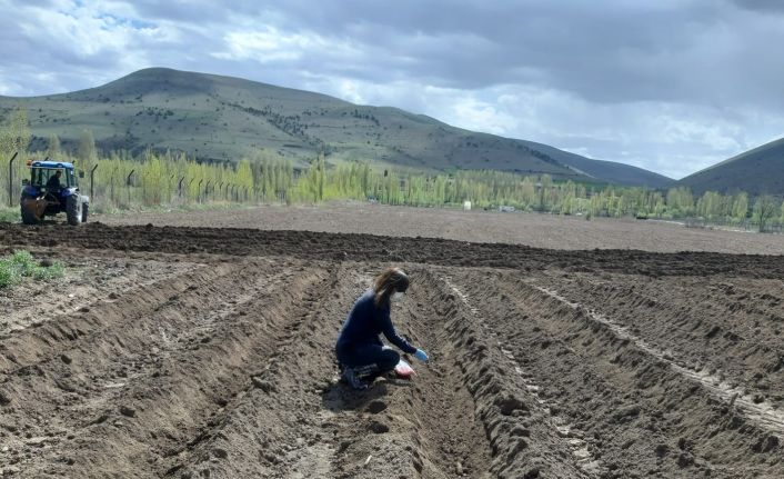 Bayburt Üniversitesi uygulama ve araştırma sahalarında ve serasında önemli tarım çalışmaları yürütülüyor