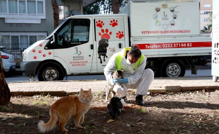 Bayraklı Belediyesi veterinerleri, her gün can dostları besliyor
