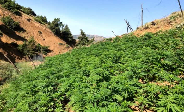 Bingöl’de uyuşturucuya darbe: 110 bin kök kenevir ve 19 kilo esrar ele geçirildi