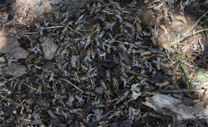 Bitlis’te çekirge istilası korkusu
