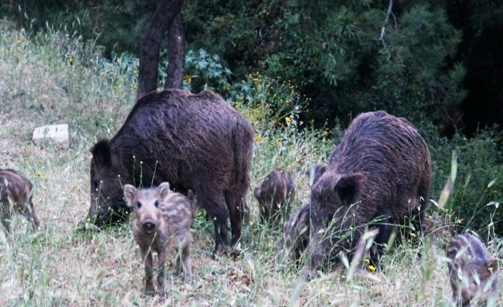 Bodrum’da şehri merkezine inen domuzların ormanda kalması için çalışma başlatıldı