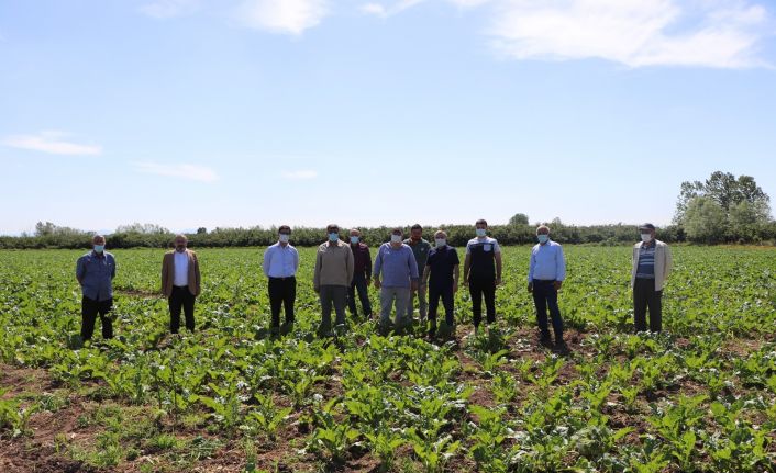 Çarşamba Ovası’nın şekeri yükseliyor