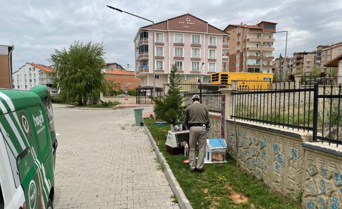 Çevre Doğa ve Hayvanları Koruma bürosu pandemide sokak hayvanlarını unutmadı
