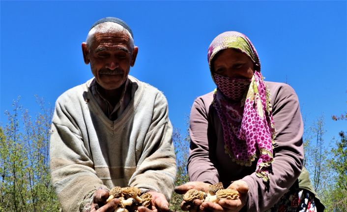 Dedektif gibi mantar arıyorlar, kilosunu 150 TL’den satıyorlar