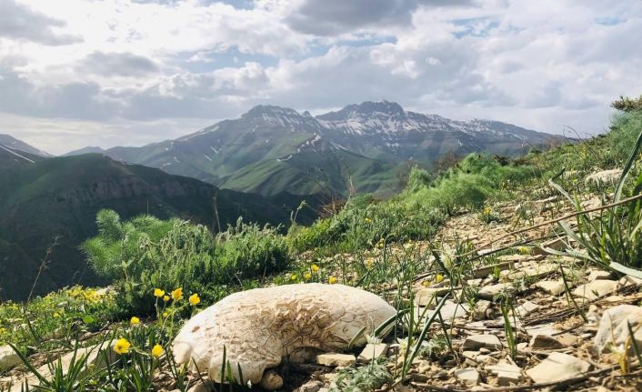 Doğada sadece 14 gün yetişiyor fiyatı el yakıyor