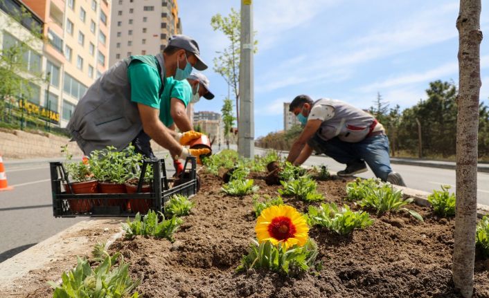 Dört bin yana 100 bin çiçek; Talas çiçek açıyor