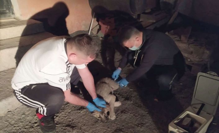 Gençlik hastalığına yakalanan yavru köpek tedavi altına alındı