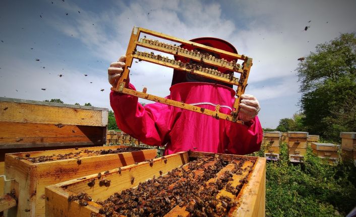 Gram gram sağdığı arı sütünün kilosunu 8 bin liradan satıyor