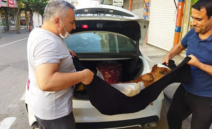 Hasta buzağıyı lüks otomobille kliniğe getirdi