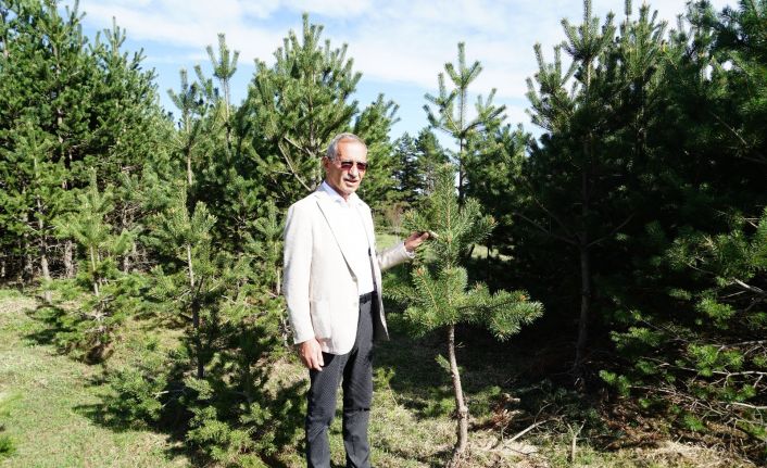 Hayvan otlattığı çorak araziye, diktiği 100 bin fidanla hayat verdi