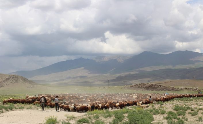 Iğdırlı besicilerin günler süren zorlu yayla yolculuğu başladı