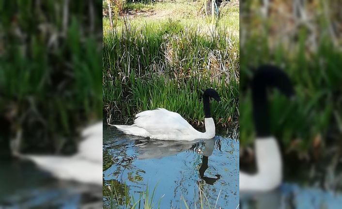 İngiltere’de kuğuya çirkin şaka: Başına çorap geçirip göle bıraktılar