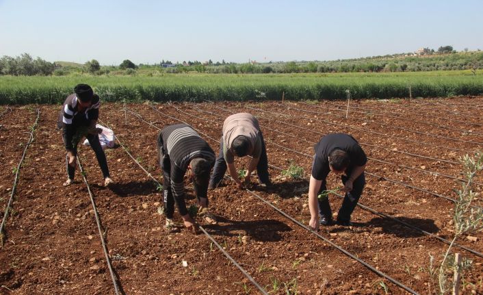 İşçi bayramında tarım işçileri sahada çalışıyor