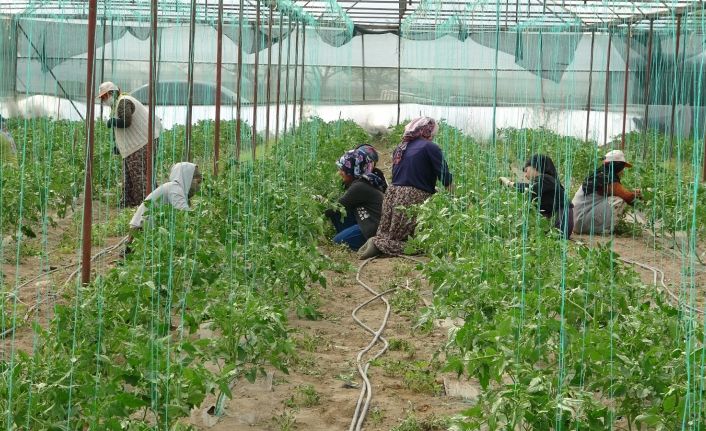 Isparta’nın Deregümü köyünde 1 milyon 200 bin domates fidesi toprakla buluşuyor