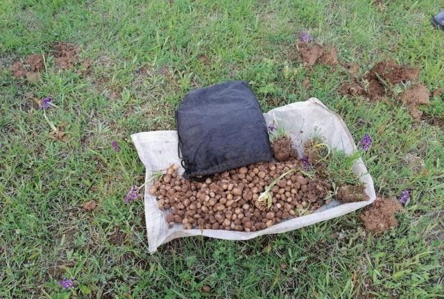 Kaçak salep soğanı toplayan 4 kişiye 321 bin 860 lira ceza