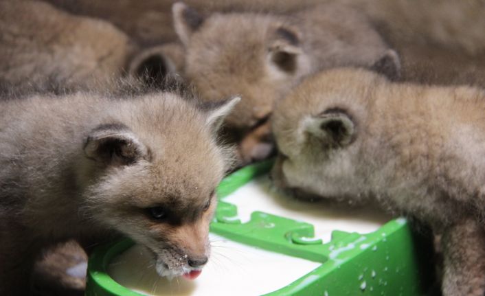 Kazada anneleri ölen yavru tilkiler bakıma alındı