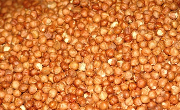 KFMİB: “Fındık popüler tıp camiasında görmezden geliniyor”