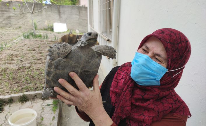 Kibrit kutusunda getirdi, 3 yıl terlik içerisinde büyüttü, şimdi evladı gibi seviyor