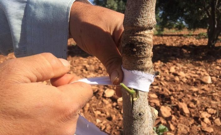 Kilis’te Antepfıstığı aşılamasına başlandı