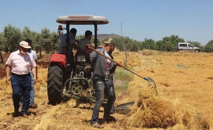 Kilis’te mercimek hasadı başladı