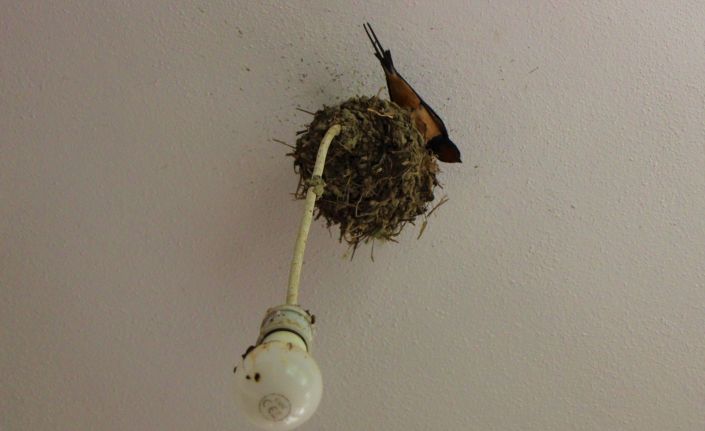 Kırlangıçların lambalara inşa ettiği ‘Yuvacık’