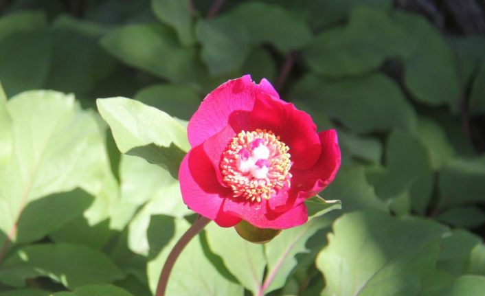 Koparana 80 bin lira ceza kesilen "Ayı Gülü" doğaseverlerin ilgisini çekiyor