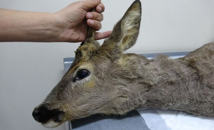 Köpeklerin saldırdığı karaca tedaviye alındı
