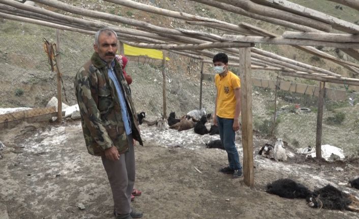 Kulp’ta sokak köpekleri 20 keçiyi telef etti, 21 keçiyi de yaraladı