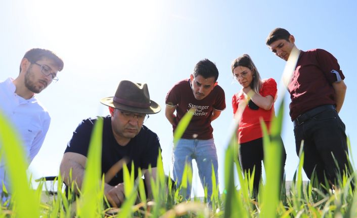 Kuraklığa karşı geliştirilen buğday genotipleri tescil yolunda