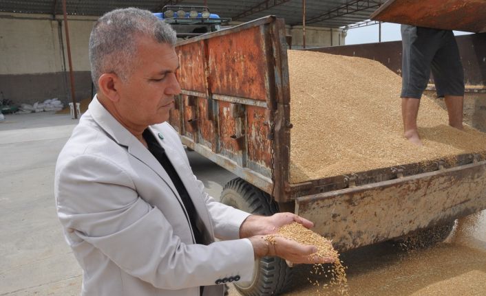 Kuraklık kendini iyiden iyiye göstermeye başladı: Geçen sene 12 ton ürün alınan araziden bu sene 2 ton mahsul alındı