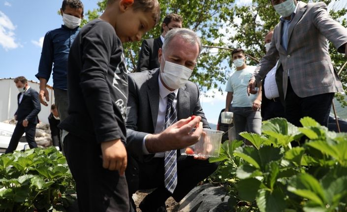 Kurşunlu çileğinde hasat başladı