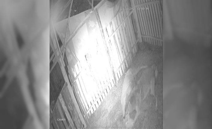 Kurt ilçe merkezine indi, ağıldaki dört koyunu telef etti