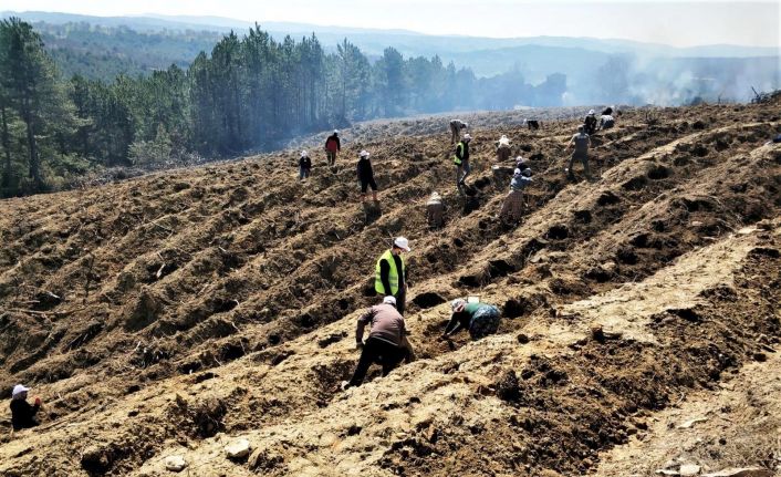 Kütahya’da yanan orman sahasına 5 bin fidan dikildi